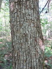 Ostrya virginiana image