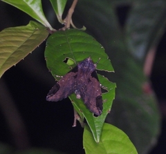 Ercheia cyllaria