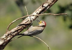 Melanerpes pygmaeus