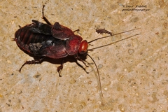 Oxyhaloa deusta