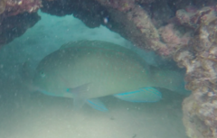 Choerodon schoenleinii