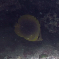 Chaetodon aureofasciatus