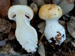 Cortinarius acystidiosus