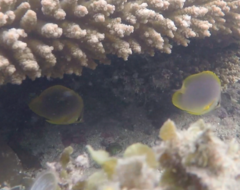 Chaetodon aureofasciatus