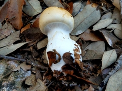 Cortinarius acystidiosus