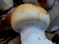 Cortinarius acystidiosus