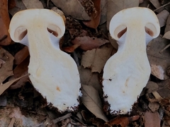 Cortinarius acystidiosus