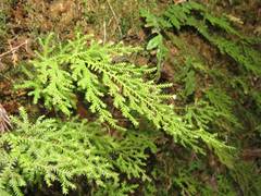 Selaginella labordei