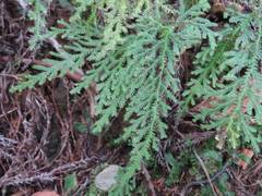 Selaginella labordei