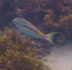 Scolopsis monogramma