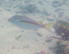 Scolopsis monogramma