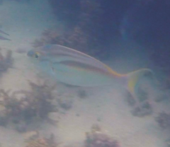 Scolopsis monogramma