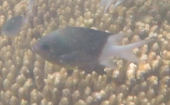 Acanthochromis polyacanthus