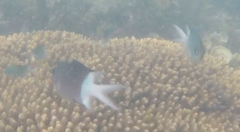 Acanthochromis polyacanthus