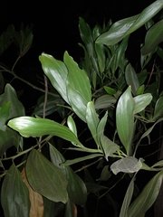 Cinnamomum tamala