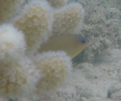 Pomacentrus amboinensis