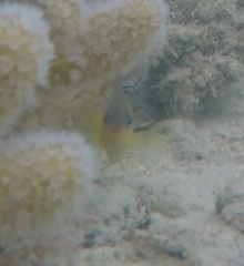 Pomacentrus amboinensis