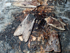 Xylena cineritia