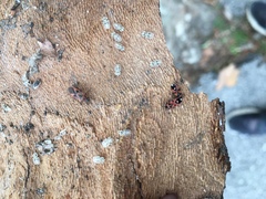 Horvathiolus superbus