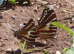 Graphium aristeus