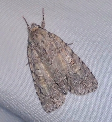 Acronicta immodica