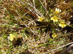 Euphrasia cockayneana