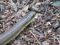 Euprepiophis conspicillata