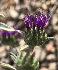 Monardella douglasii