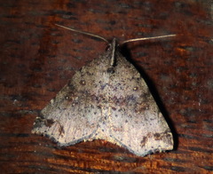 Lithilaria proestans