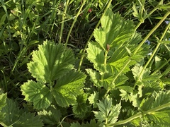 Geum quellyon