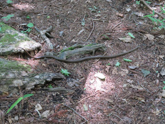 Euprepiophis conspicillata