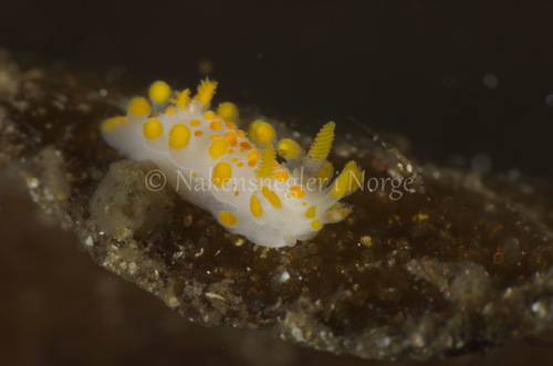 Orange-clubbed Sea Slug
