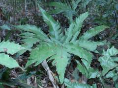 Tectaria subtriphylla