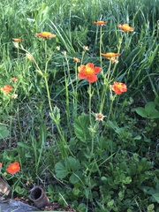 Geum quellyon
