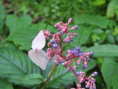 Hydrangea densifolia