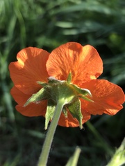 Geum quellyon