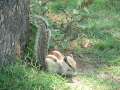 Funambulus pennantii