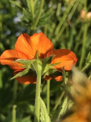 Geum quellyon