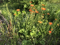 Geum quellyon