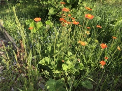 Geum quellyon