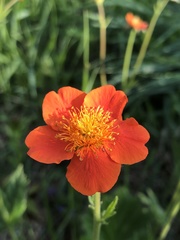 Geum quellyon
