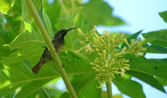 Chalcomitra senegalensis