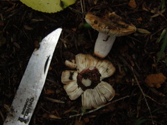Russula vinaceocuticulata