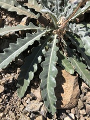 Mentzelia laevicaulis