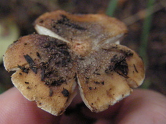 Russula vinaceocuticulata