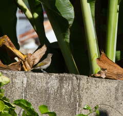 Territornis reticulata