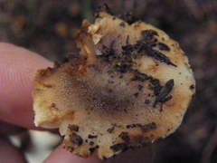 Russula vinaceocuticulata