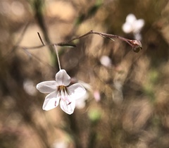 Hesperolinon spergulinum