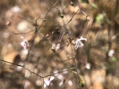 Hesperolinon spergulinum