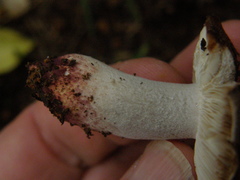 Russula vinaceocuticulata